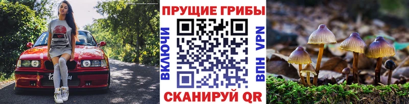 Псилоцибиновые грибы Cubensis  купить  цена  mega рабочий сайт  Могоча 